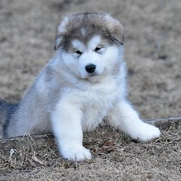 Alaskan Malamute Puppies from Sno-Ridge Alaskan Malamutes est 1972