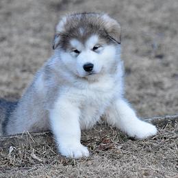 Alaskan Malamute Puppies from Sno-Ridge Alaskan Malamutes est 1972