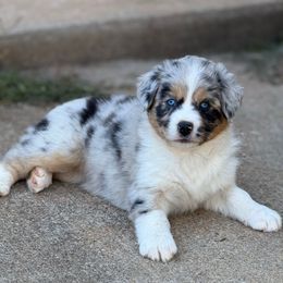 Blue merle female 2 - Blue merle female Australian Shepherd puppy in Martinsville, Virginia from KT’s Aussies