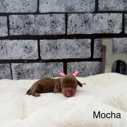 Mocha - Chocolate and tan female Dachshund puppy in Goodyear, Arizona from AZ Low Life Doxies
