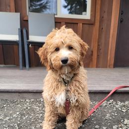 Female 2 - Gold female Australian Labradoodle puppy in Aumsville, Oregon from Country Morning Labradoodles