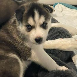 Siberian Husky Puppies from Husky Love and Pups