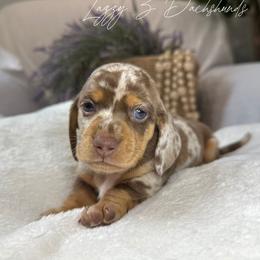 Waylon - Dapple male Dachshund puppy in Karnes County, Texas from Lazzy Z Dachshunds