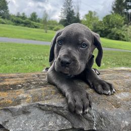 Peewee - Gray male Cane Corso puppy in Brownstown, Pennsylvania from Lititz Cane Corsos