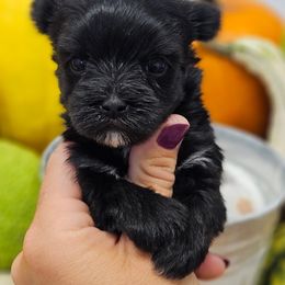 Piper - Black female Morkie puppy in Monticello, Iowa from Ashley’s Puppies