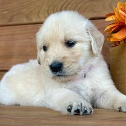 Lulu - Light golden female Golden Retriever puppy in Doniphan, Missouri from Stockford’s Golden Retrievers