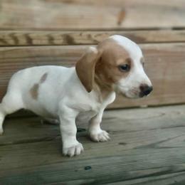 Charlie - Piebald male Dachshund puppy in Ben Lomond, Arkansas from Miesha Carver's Bulldogs