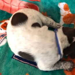 Boy 3 - German Shorthaired Pointer puppy in Fairmont, Minnesota from FairHill GSP’s