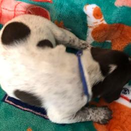 Boy 3 - German Shorthaired Pointer puppy in Fairmont, Minnesota from FairHill GSP’s