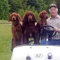 Irish Setter All Grown Up from Greenbank Hollow Farm