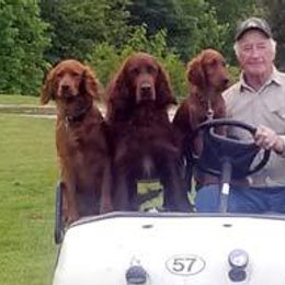 Irish Setter All Grown Up from Greenbank Hollow Farm
