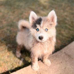 Phoenix - Merle male Pomsky puppy in Cleveland, Ohio from Lake Point Pomskies