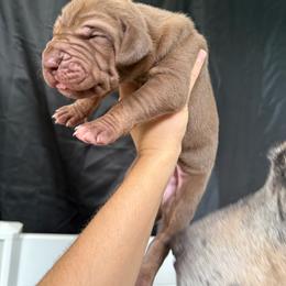 Teal collar - Chocolate male Great Dane puppy in Corsica, Pennsylvania from Ferguson Family Danes LLC