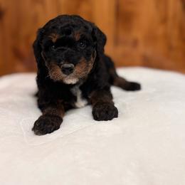 Ruby - Phantom female Bernedoodle puppy in Jacksonville, Florida from Star of the Sea Doodles