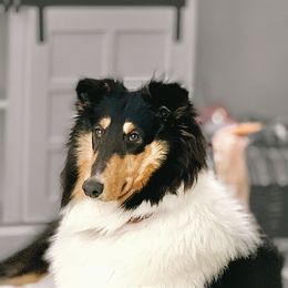 Collie All Grown Up from Christa McCarty Collies