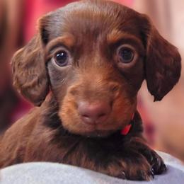 Eira (Winnie) - Chocolate and tan female Dachshund puppy in Castalia, North Carolina from Short Stuff Doxies