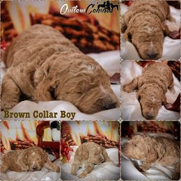 Poodle Puppies from Outlaw Canines