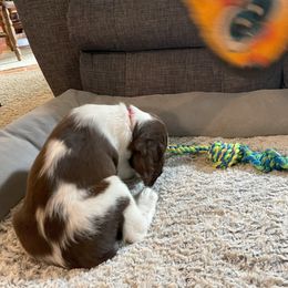 English Springer Spaniel Puppies from Timothy Naylor