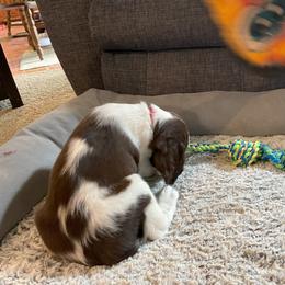 English Springer Spaniel Puppies from Timothy Naylor