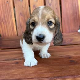 Boy 3 - Piebald male Dachshund puppy in Santa Rosa, California from Signature Mini Dachshunds