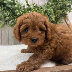 Rio - Red male Cavapoo puppy in Cabool, Missouri from Big Gulch Puppies
