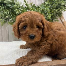 Rio - Red male Cavapoo puppy in Cabool, Missouri from Big Gulch Puppies