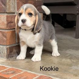 Kookie - Blue and white female Beagle puppy in Mansfield, Missouri from Rippee Creek Kennel
