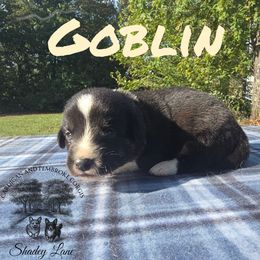 Goblin - Black and white male Cardigan Welsh Corgi puppy in Bland, Missouri from Shadey Lane Corgis