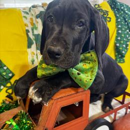 Groot, red collar male - Black and white male Great Dane puppy in Wimberley, Texas from Heart of Texas Great Danes