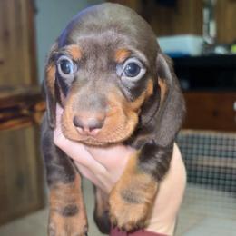 Alvin - Chocolate and tan male Dachshund puppy in Goldthwaite, Texas from Mini Mama Dachshunds