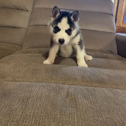 Siberian Husky Puppies from Stan the Man Huskies