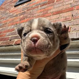 French Bulldog Puppies from Fancy Lil Frenchies
