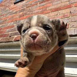 French Bulldog Puppies from Fancy Lil Frenchies