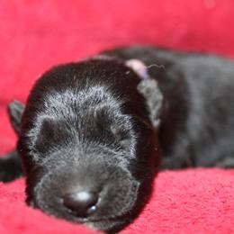 Purple - Black female German Shepherd puppy in New York from Spitze German Shepherds