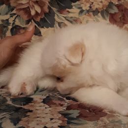 Pomeranians from Keisha Belcher's Pomeranians