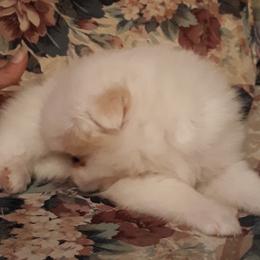 Pomeranians from Keisha Belcher's Pomeranians