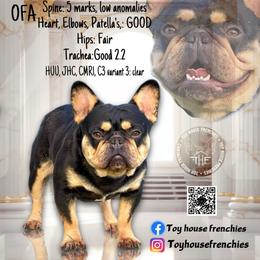 Thor - French Bulldog