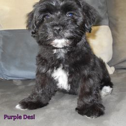 Havanese Puppies from Court Jester Havanese