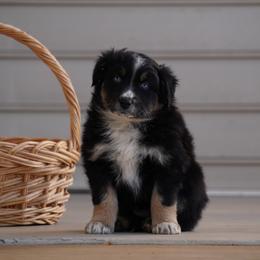 Triscuit - Black tri-color female Australian Shepherd puppy in Glenville, Pennsylvania from Rolling Hills Australian Shepherds