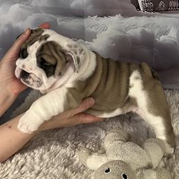 Bulldog Puppies from Sweet Rolls