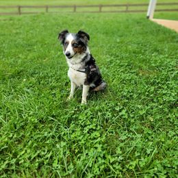 Sky - Australian Shepherd