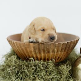 Storm - Yellow male Labrador Retriever puppy in Allons, Tennessee from UC Labradors LLC