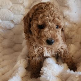 Kocoum - Apricot male Poodle puppy in San Tan Valley, Arizona from Desert Storm Poodles