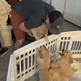 Golden Retriever Puppies from Nutmeg's Golden Puppy Dog