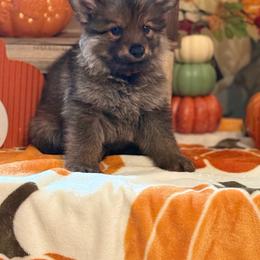Pink collar - Sable female German Shepherd puppy in Phenix City, Alabama from Black Rose Shepherds
