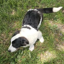 Girl 2 - Black and white female Cardigan Welsh Corgi puppy in Natchitoches. La, Louisiana from Bleu Bayou Corgis