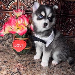Flurry - Black and white male Pomsky puppy in Venus, Pennsylvania from Hemlock Pines Pomsky