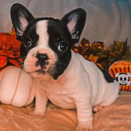 French Bulldogs from Craft Frenchies