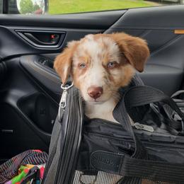 Olive - Red merle female Australian Shepherd puppy in Cottage Grove, Oregon from Farmstead Aussies