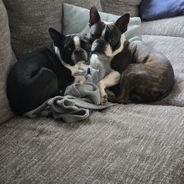 Boston Terrier Puppies from Howell Terriers